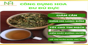 Tác Dụng Của Hoa Đu Đủ Đực