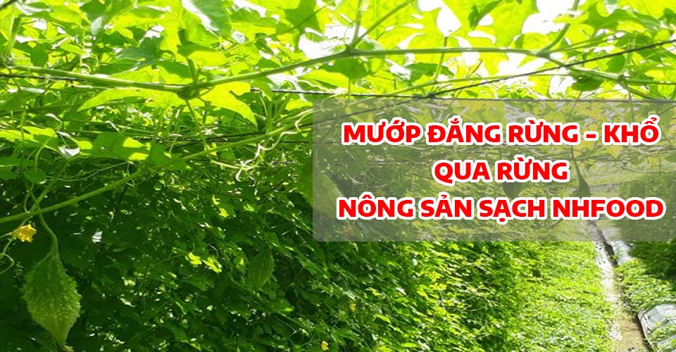 Mướp Đắng Rừng