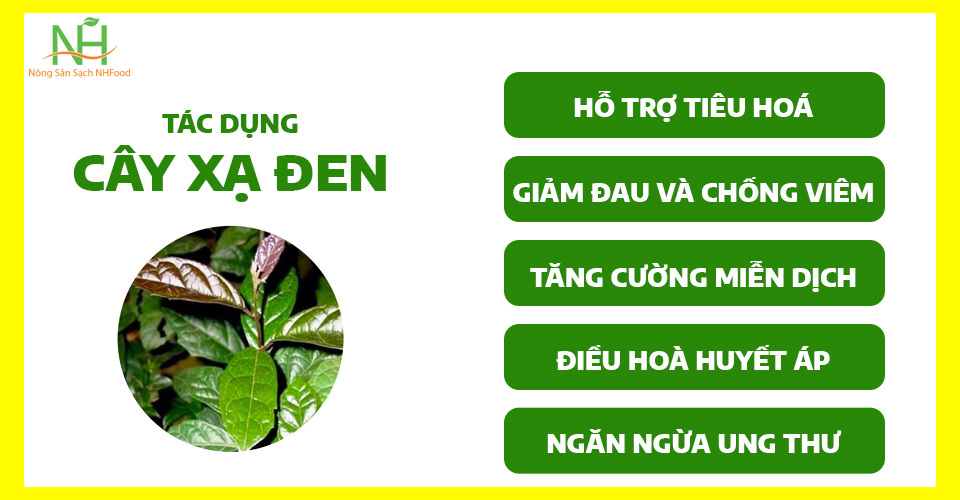 Cây Xạ Đen Có Tác Dụng Gì